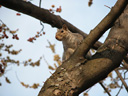 2003/03/23-squirrel