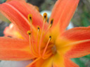 Tiger Lily