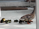 Baby Ducks