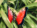 Butterfly in Garden