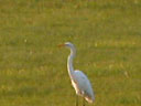 Heron