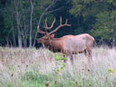 Elk