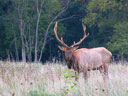 Elk 2