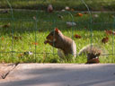 Fenced In